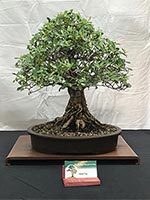 Ficus